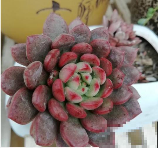 6种多肉最招财，新年养一盆，财运滚滚来！