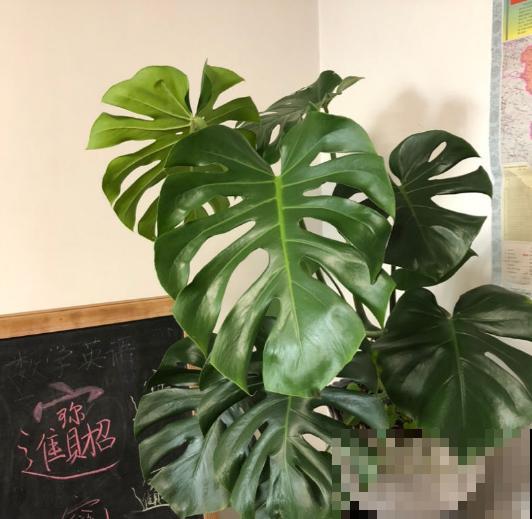 家里有这3种花，不要乱晒太阳，一晒叶子就发黄！