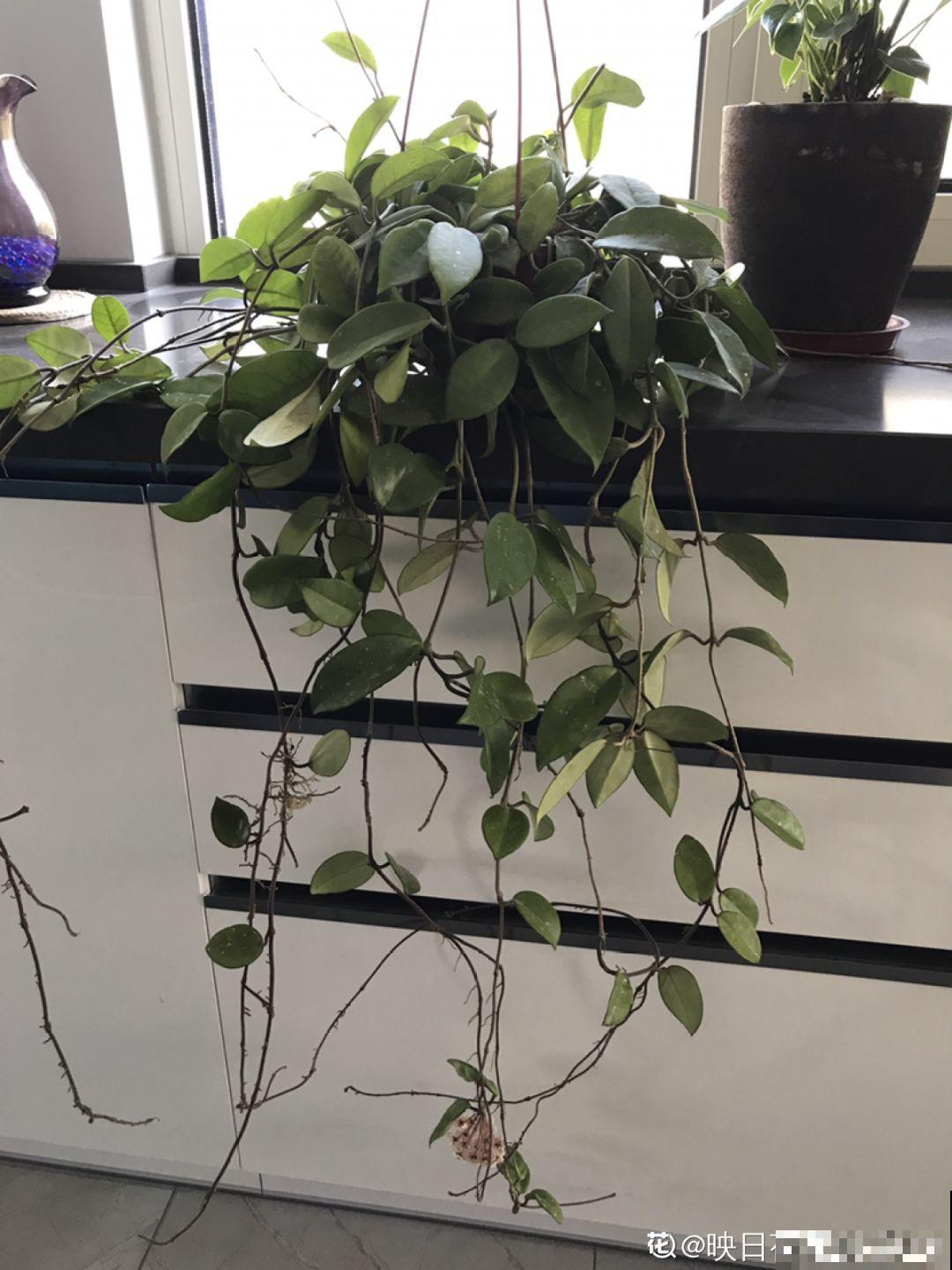这花超耐阴，没光也能爬满墙，依次开花几十朵！