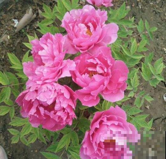 养花也要看地域，“南花北养”最要命，咋养都不活！