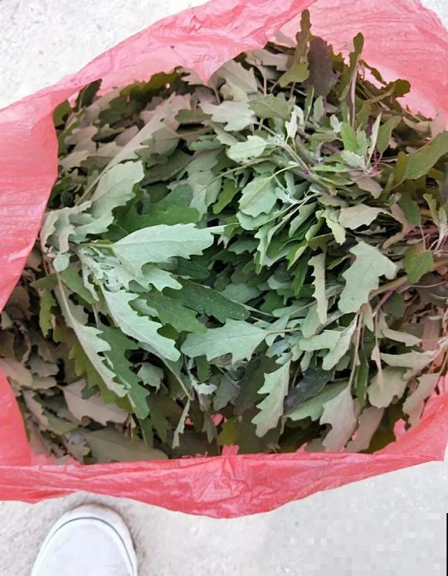 春天野菜赛黄金，教你2种做法，好吃又养生！