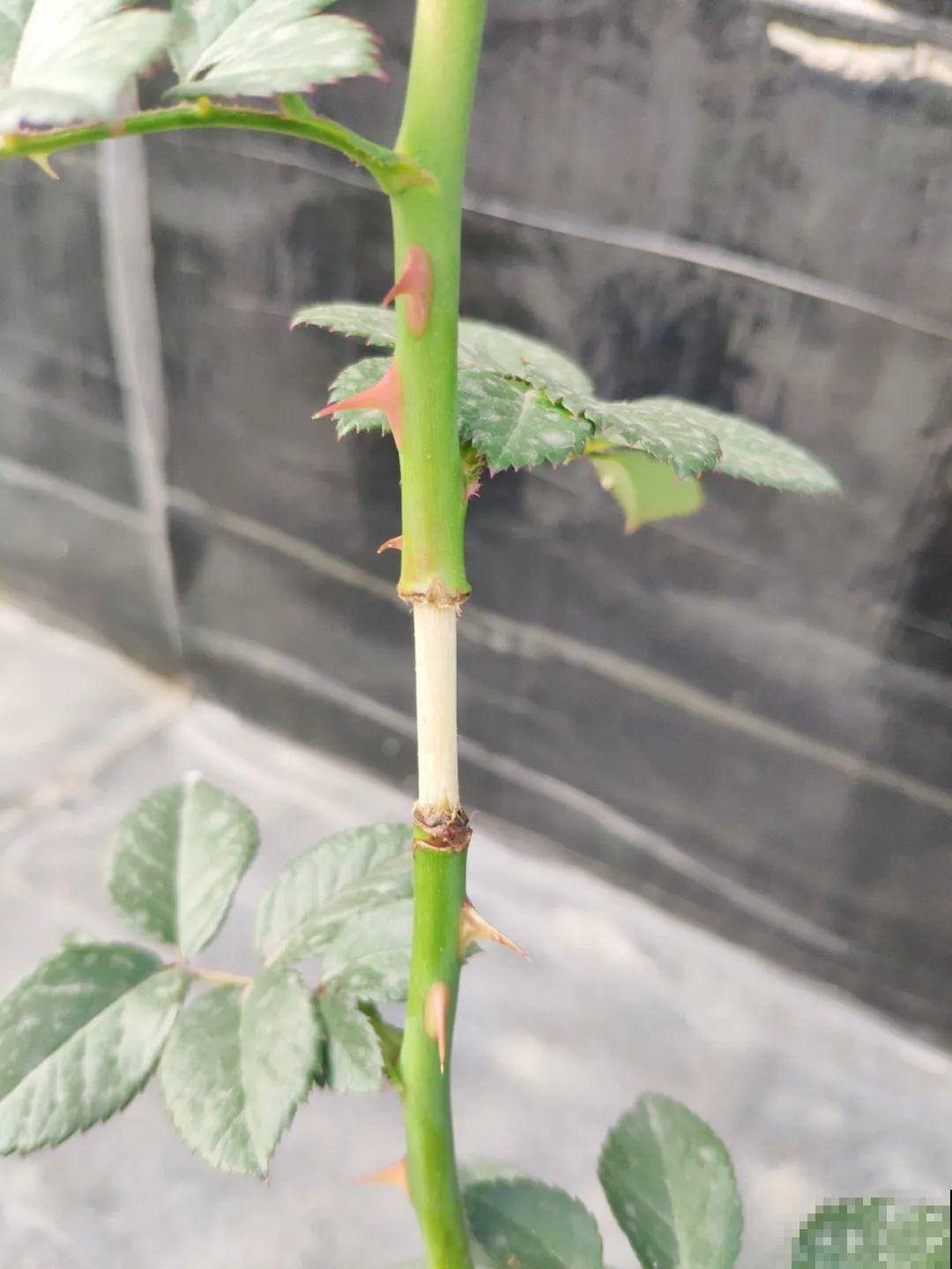 三角梅、月季用最简单的扦插法，塑料瓶套上就生根，懒人也会做！