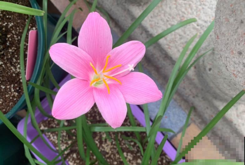 这花太能生了，一年挖出一麻袋，满院子都开花！