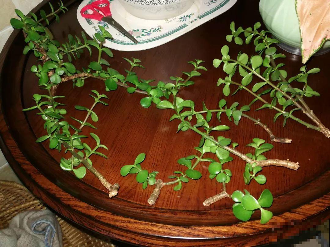 这6种花，现在扦插最好活，摘片叶子照样生根！
