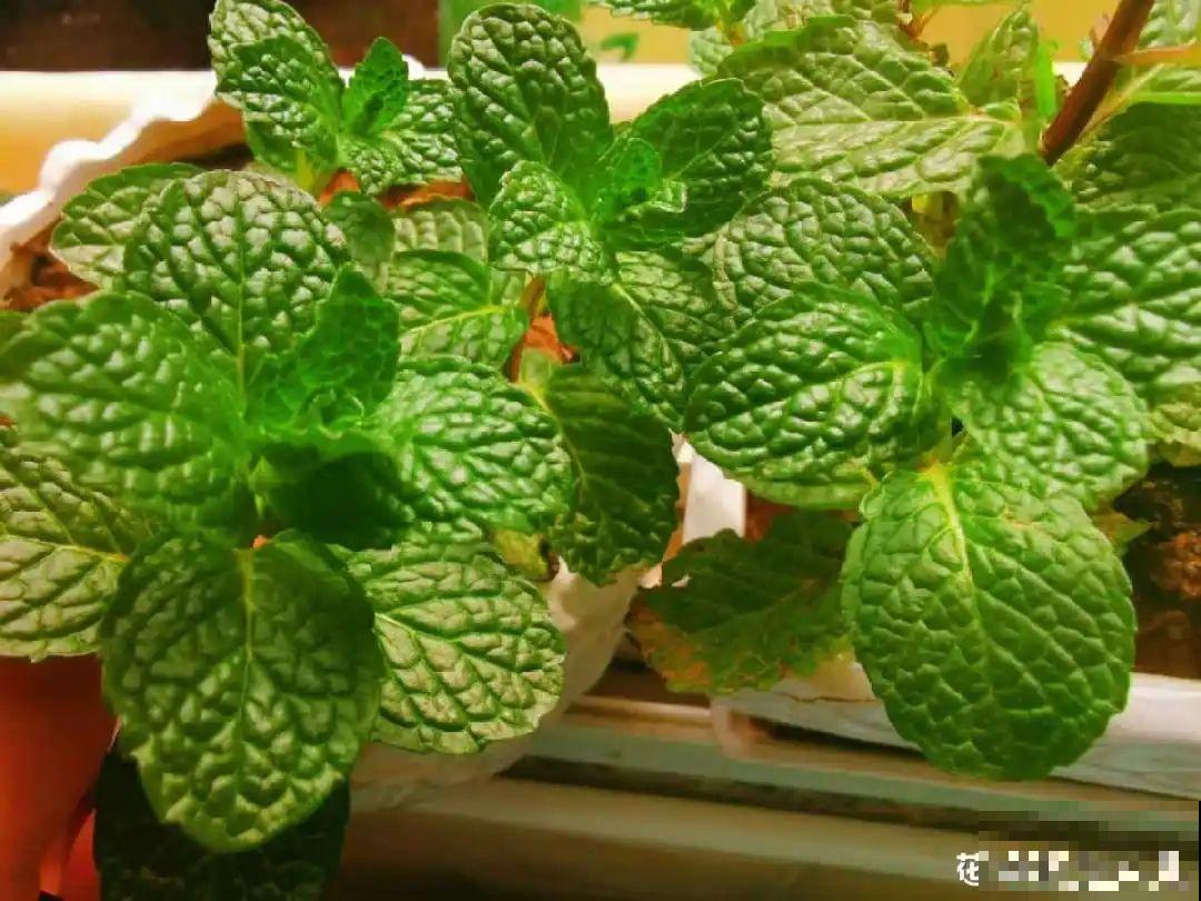 6种吃虫子的花，家里养1盆，虫子都被吓跑了！