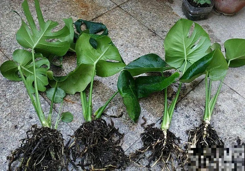 给这花换盆，土里扒出30个崽，根本不用扦插！