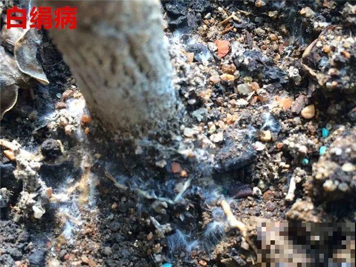 花变成这样，立马剪撒点粉，否则撑不过7天！