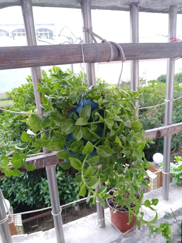 这种养花工具得会使，养花不用愁，一整年都蹭蹭长