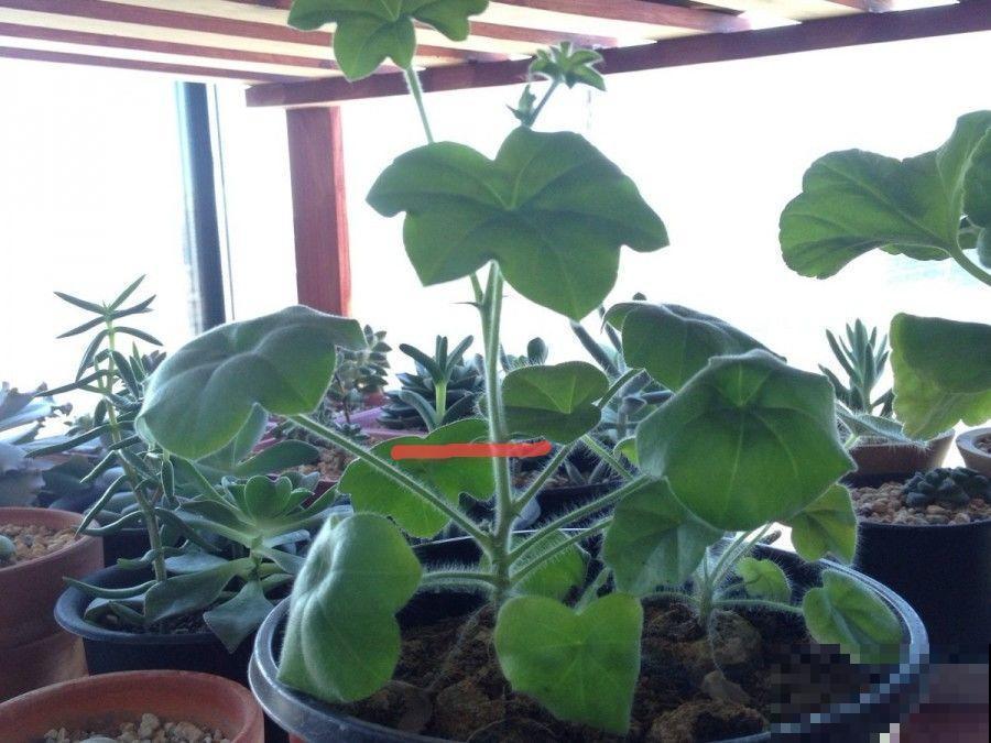 10种花，3月播种长最快，晚了还要等半年！