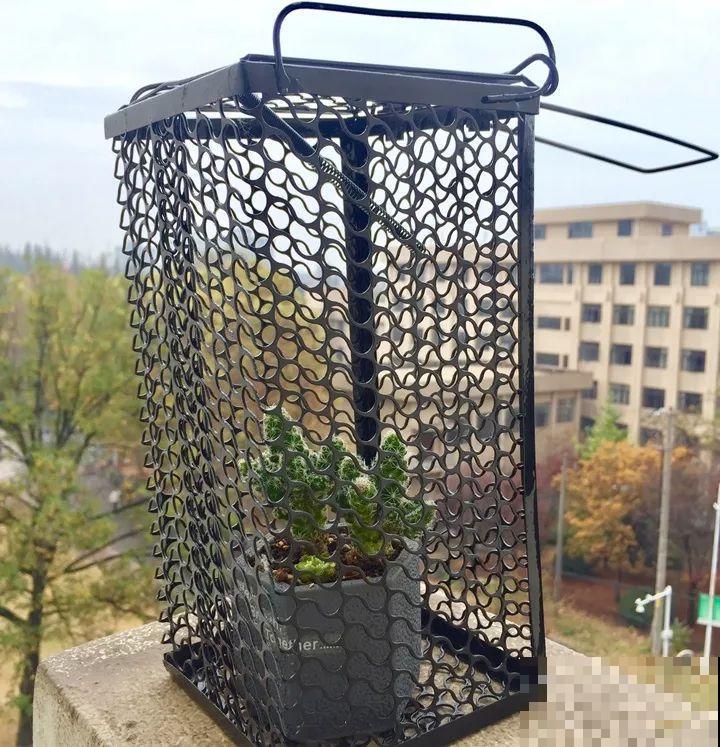 家里养的宝贝花，老鼠最爱偷吃，一夜啃个精光！