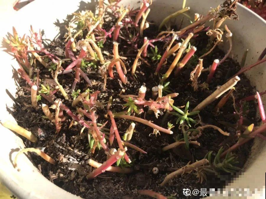 3月养花，爆笋、爆芽，全靠这些技巧，学两招就管用！