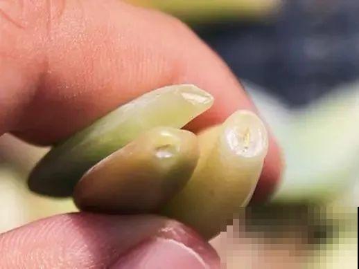 开完花的蟹爪兰，叶子摘一摘，放在梳子上遇水就生根！