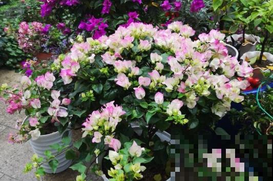 早春谨防倒春寒，家里的花不能乱剪，剪完今年没花看！