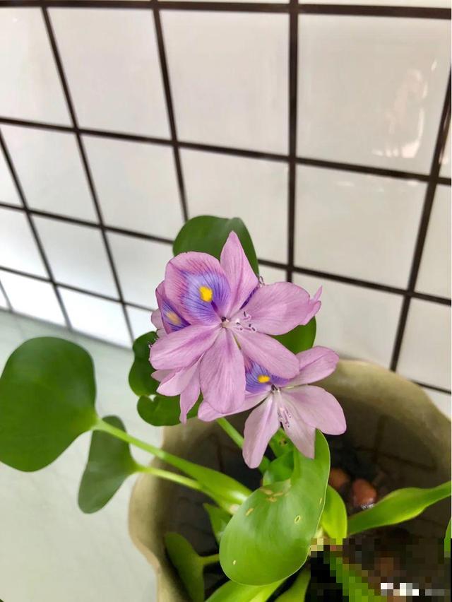 太阳花种子撒一把，能开满阳台，一年四季死不了！