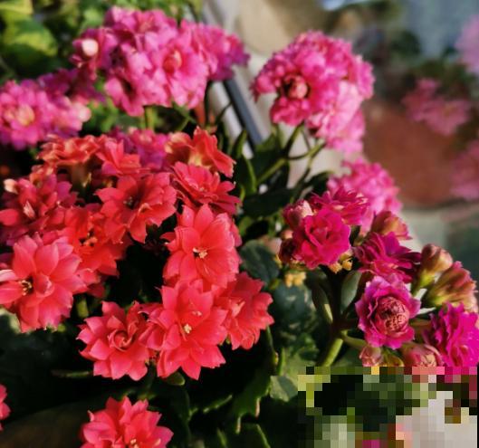春天是养花的季节，该播种修剪、扦插施肥了，快看你都做了没？