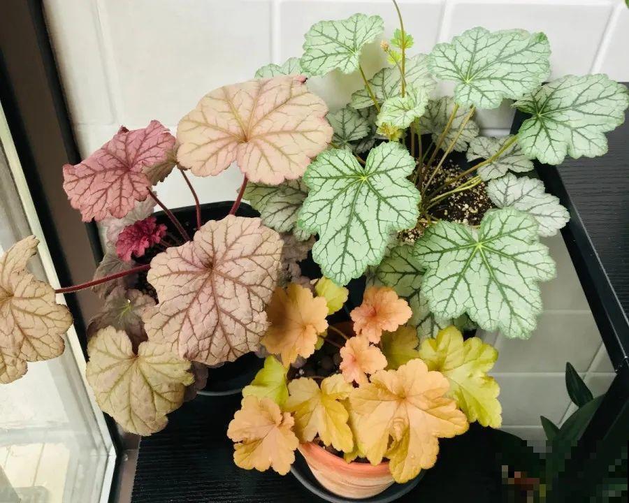 别养绿萝了，20种耐阴花，看一眼就喜欢上！