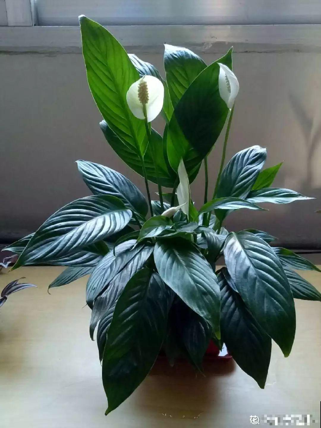 18种过年花，随便挑着养，“鼠”你新年最有钱！