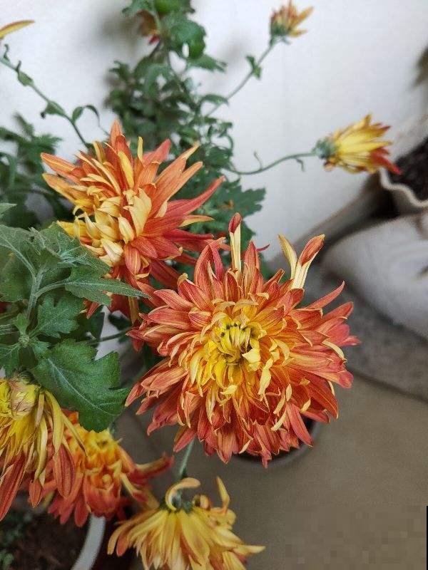 一个季节一种花，一年365天不间断赏花，就养这几种！