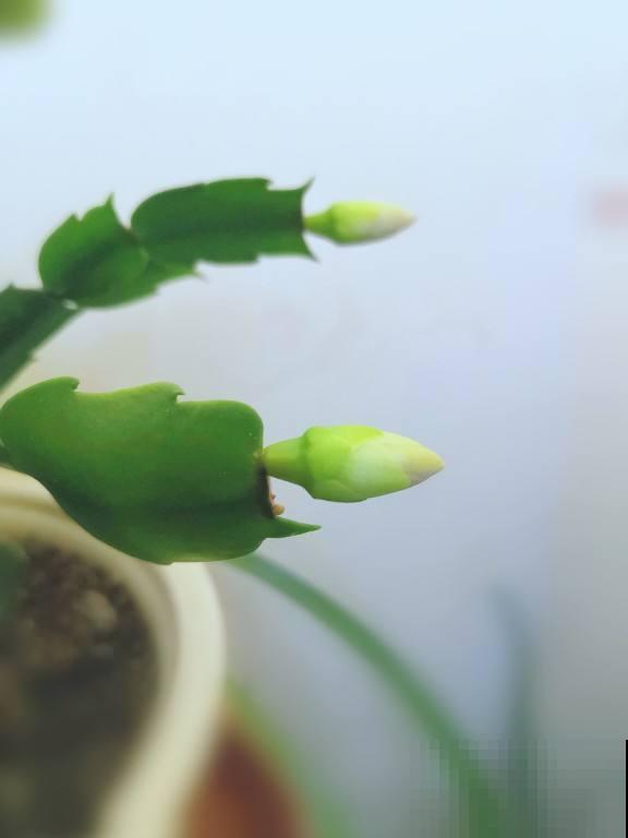 这花真神奇，开花开出“小蜜蜂”，谁见了都夸