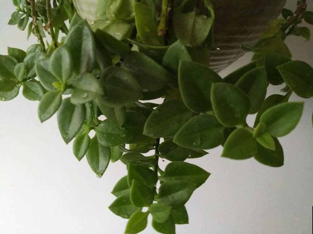 7种便宜花，10块钱家里就变花海，越养越上瘾
