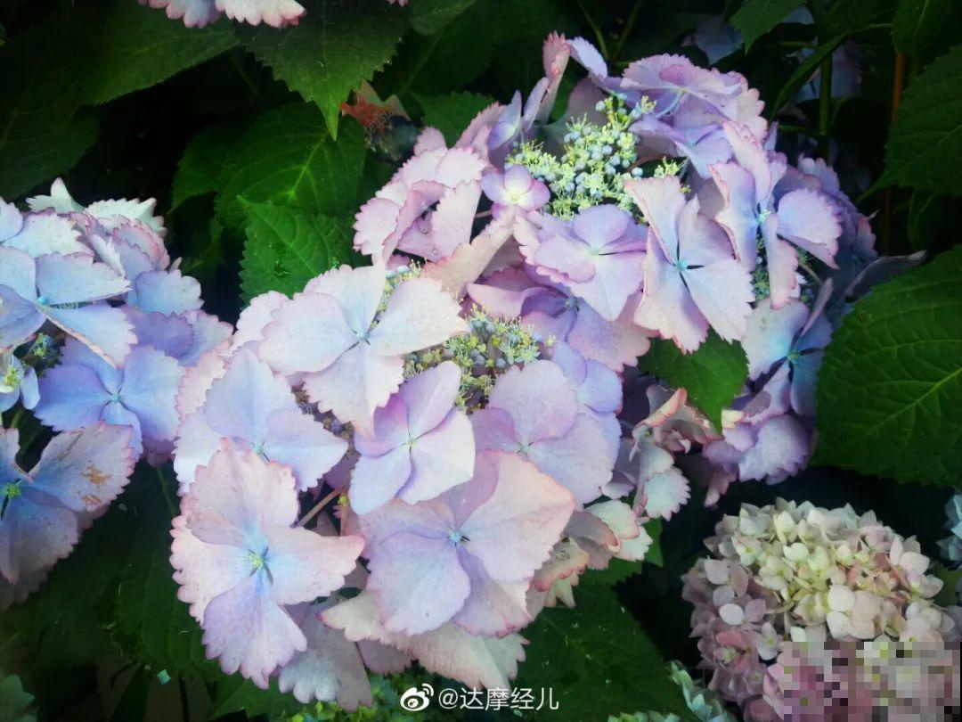 特耐阴的绣球花，光不好也能蹭蹭开，开花比拳头还大！