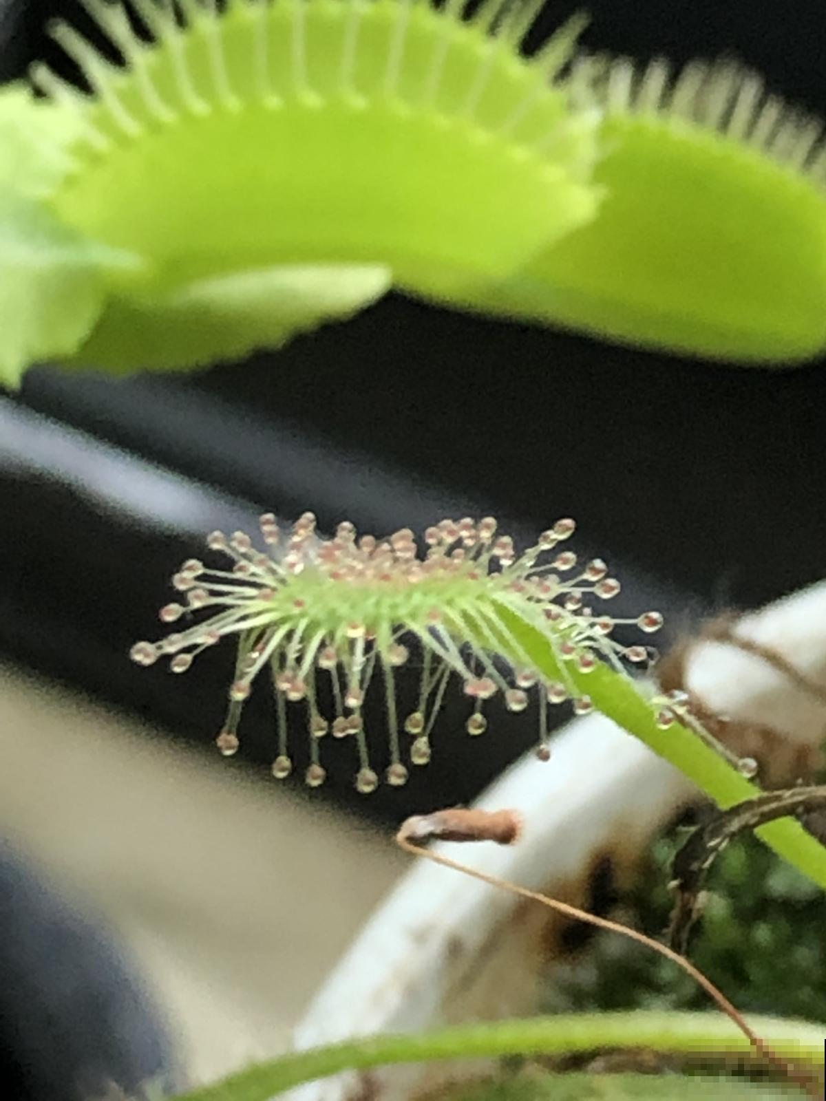 小时候常见的野草，竟是“肉食”植物，真是太奇特了