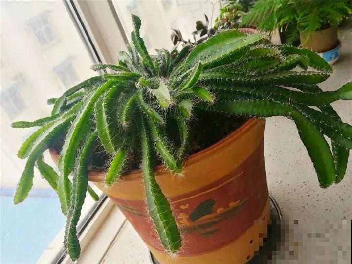 这水果太贵了，吃完留下核，还能种盆栽！