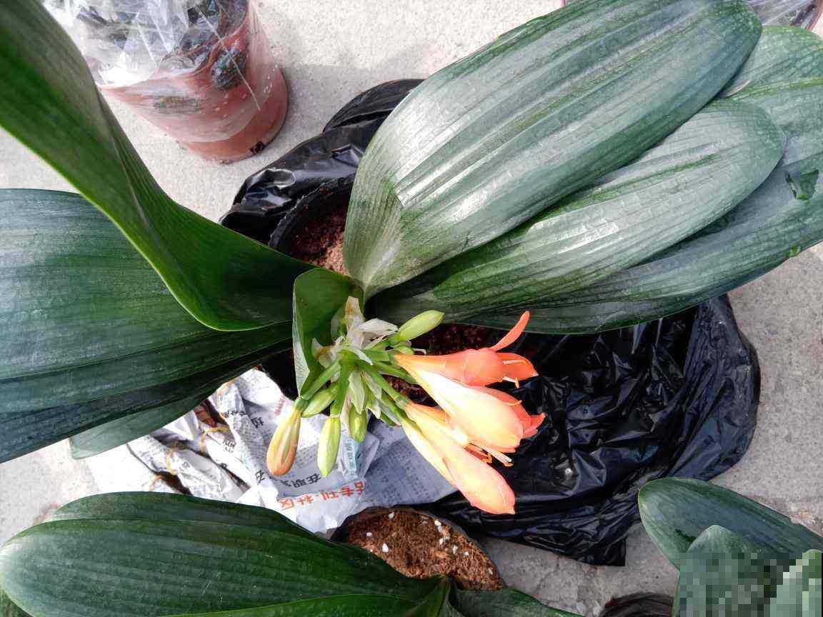 2种花，低于5℃赶紧搬进屋，否则冻得只剩盆