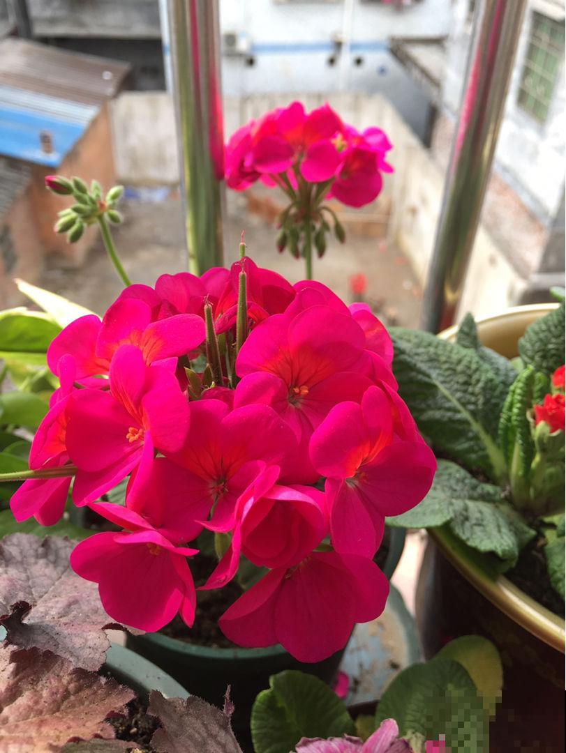 这两种花，开起来没完没了，阳台都变得热闹起来！