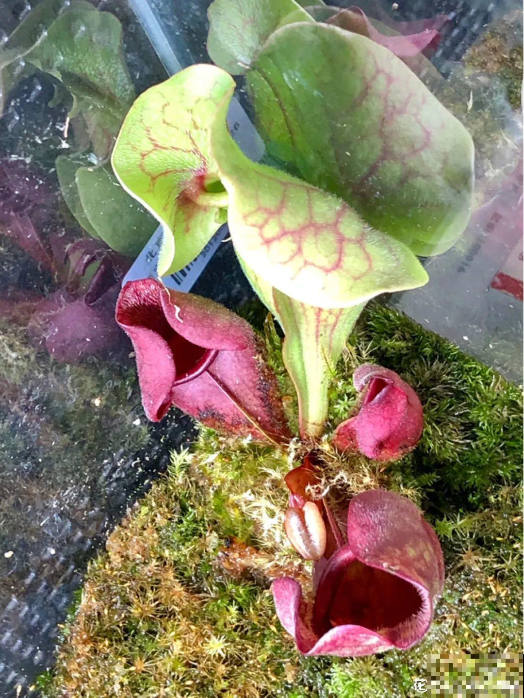 6种吃虫子的花，家里养1盆，虫子都被吓跑了！
