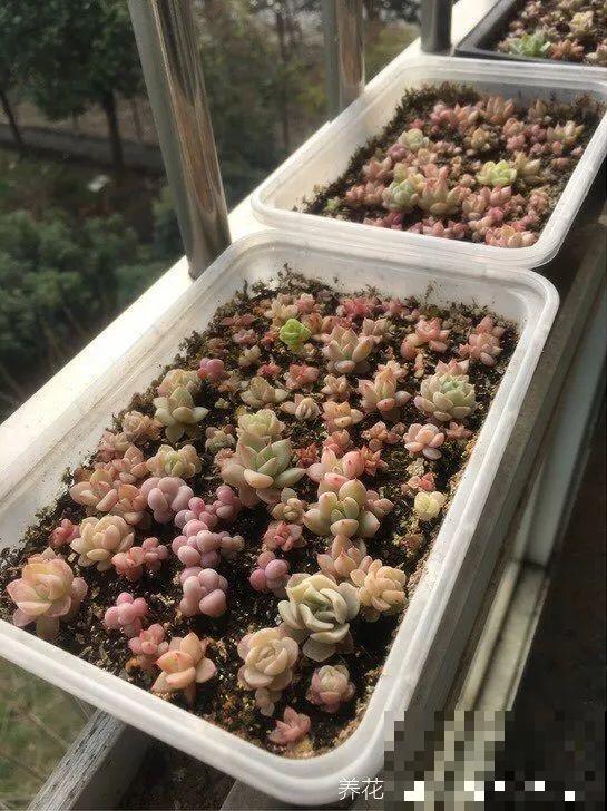 10种花，3月播种长最快，晚了还要等半年！