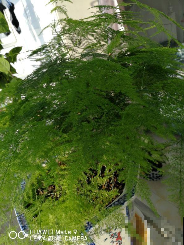 绿萝喂勺白糖水，叶子嗖嗖爬上墙，特好使