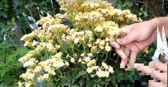 养花就得勤“掐”，别心疼，掐完才能呼呼冒芽