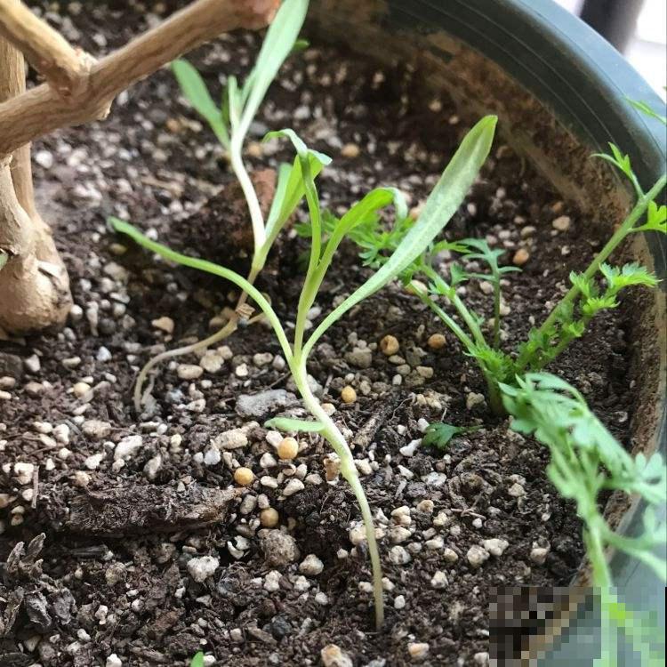 宅家无聊不如种菜，这小菜长势飞速，滋味美还好看！