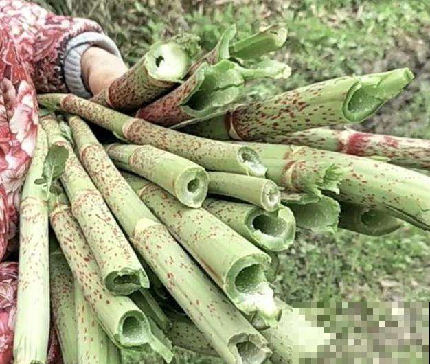 这东西神似甘蔗，多数人童年都嚼过它，酸溜溜真好味！