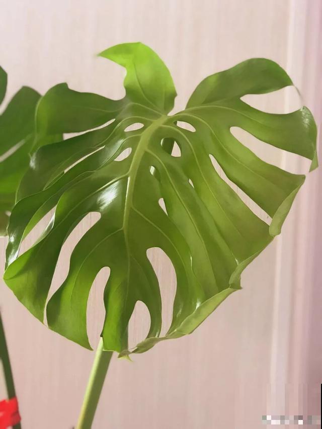 这盆“健康树”，1盆清新空气，2盆杀菌去异味