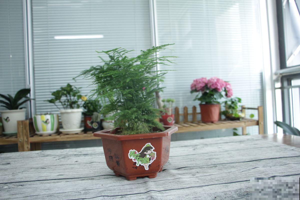 这花堪比净化器，半月不浇水也没事，越养家里越干净！