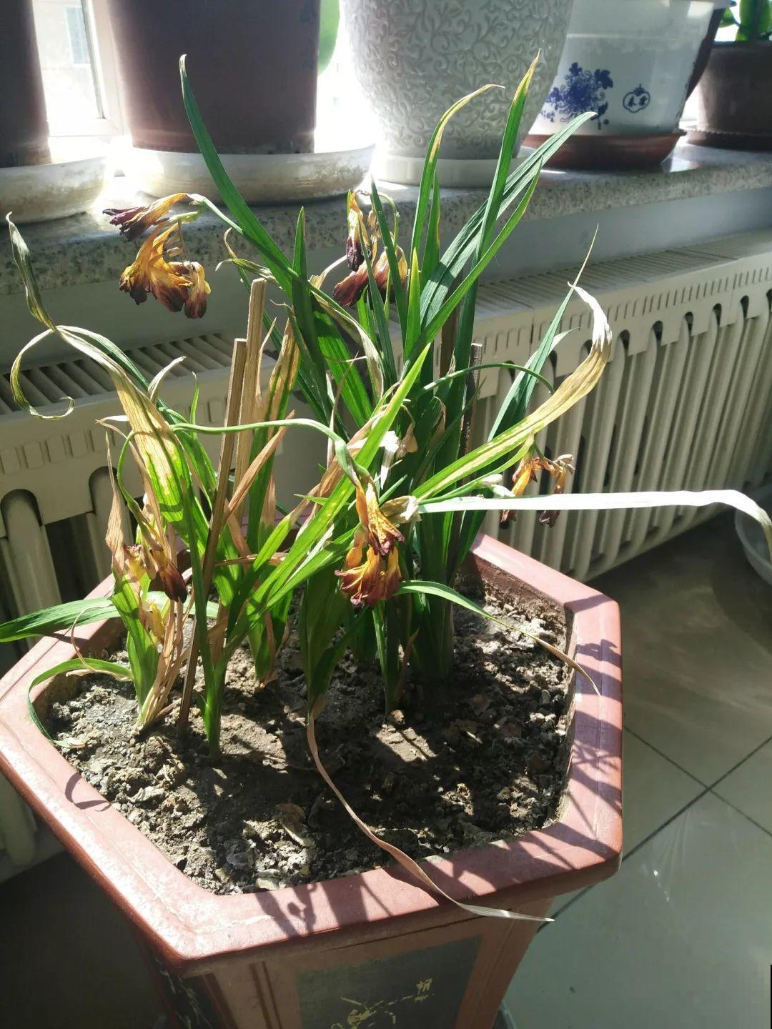 这花真奇葩，越开花叶子越黄，掐一把、来年继续开！