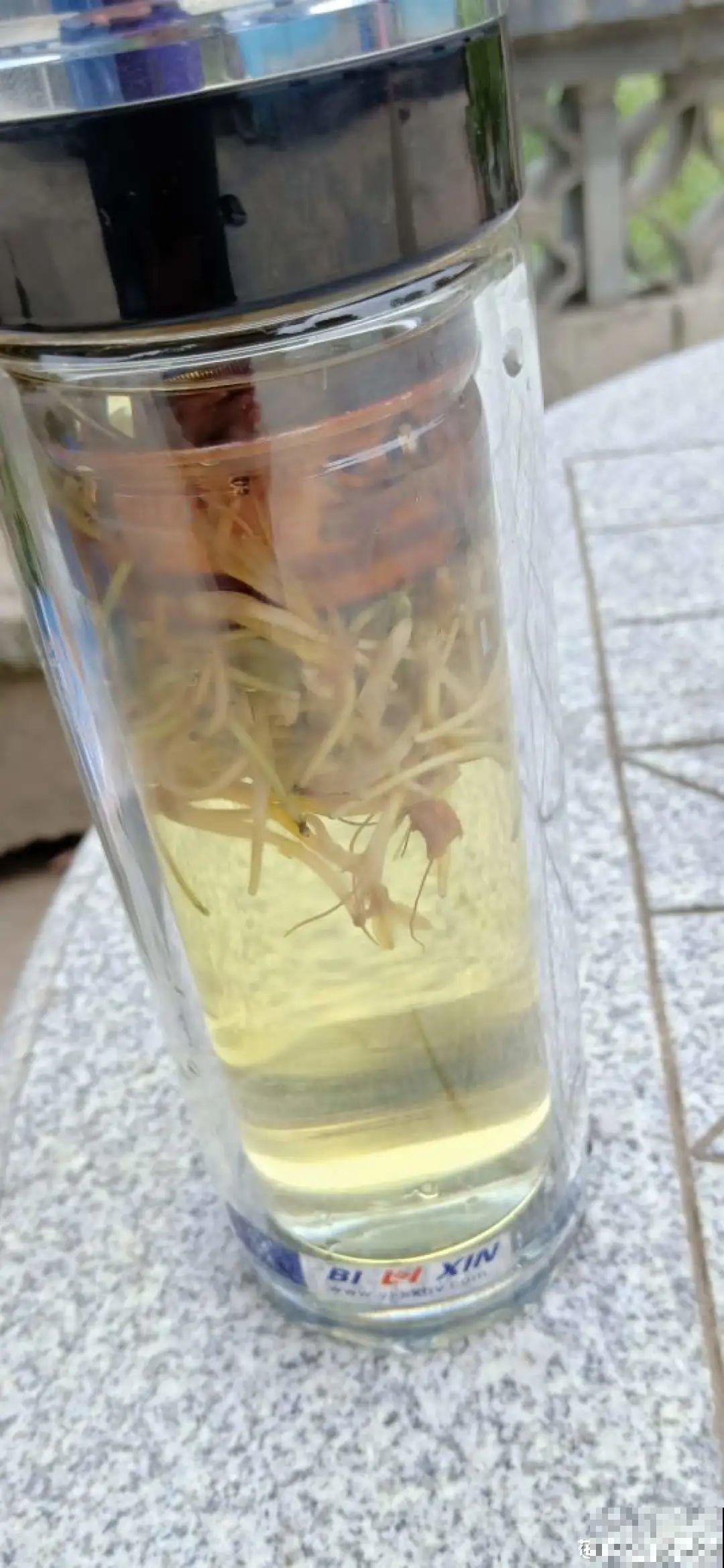自带香味还能泡水喝的6种花，阳台养一盆，堪比小药箱！
