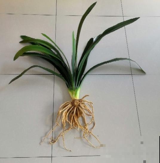 给花换盆的季节到啦，换完每月蹿一截，新叶子呼呼长！