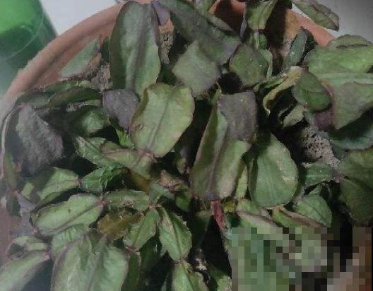 盘点第一次养花，做过的那些傻事儿，几乎全中！