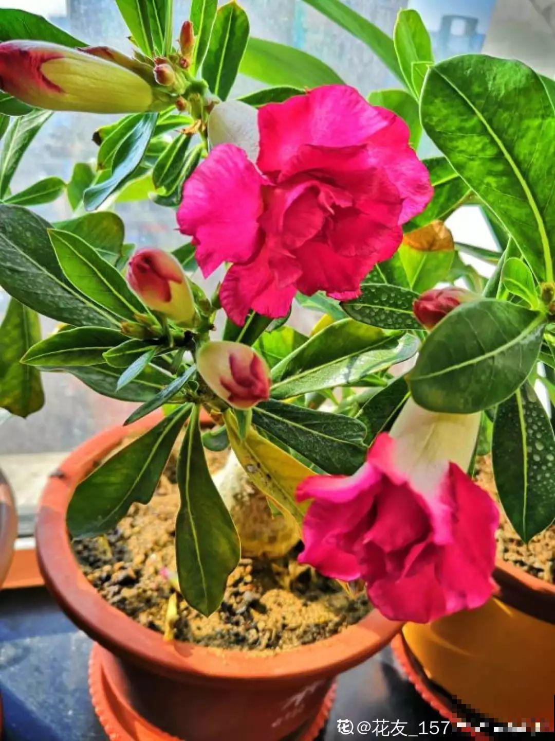 这花特好养，撒一把丢土里，冒出一堆新芽！