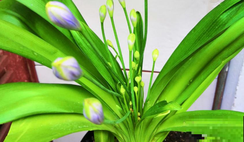 这花被误认为“蓝色君子兰”，开花特漂亮，一根枝能开50朵花