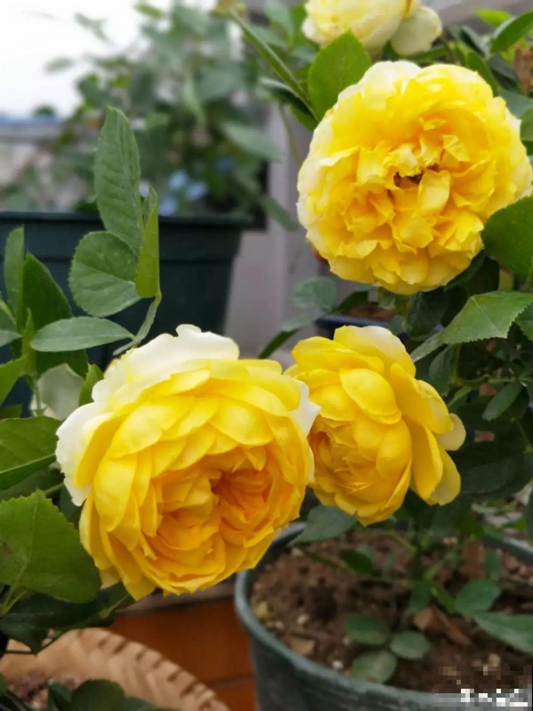 这3种肥料，月季盆里加一点，蹭蹭冒芽还不招虫！