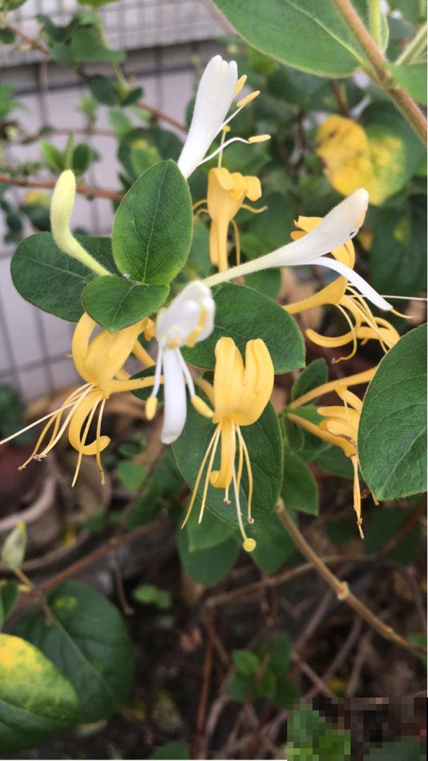 这花能泡茶，揪个叶子泡水里，清热又去火