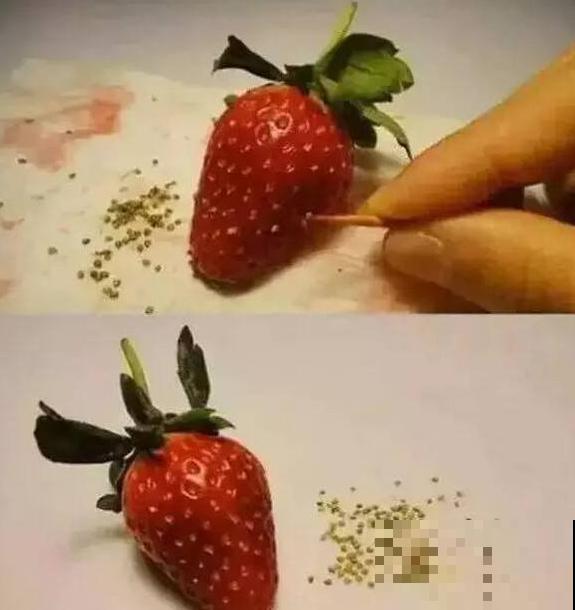 草莓原来也能自己播种？吃剩的埋土里就能种，小芽呼呼长！