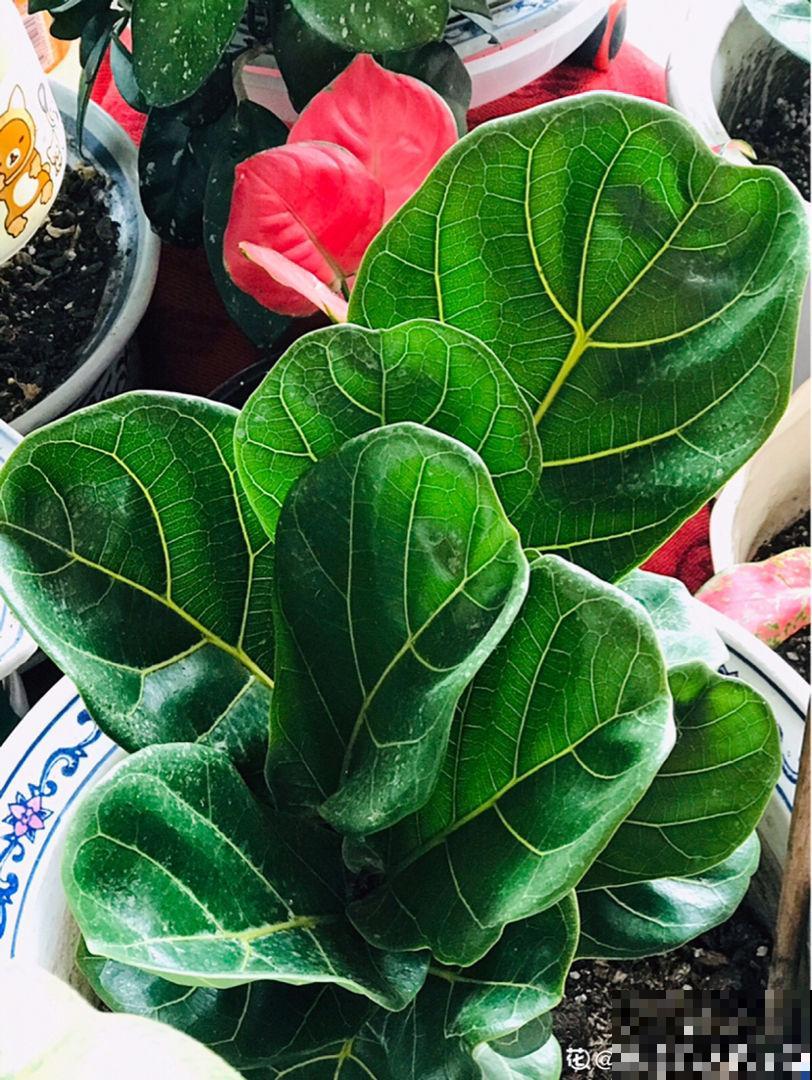 这花真是太难养了，买一盆死一盆，新手还是要谨慎