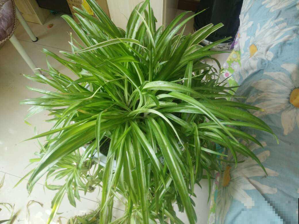 这花一剪子下去，越剪长得越旺，千万别心疼