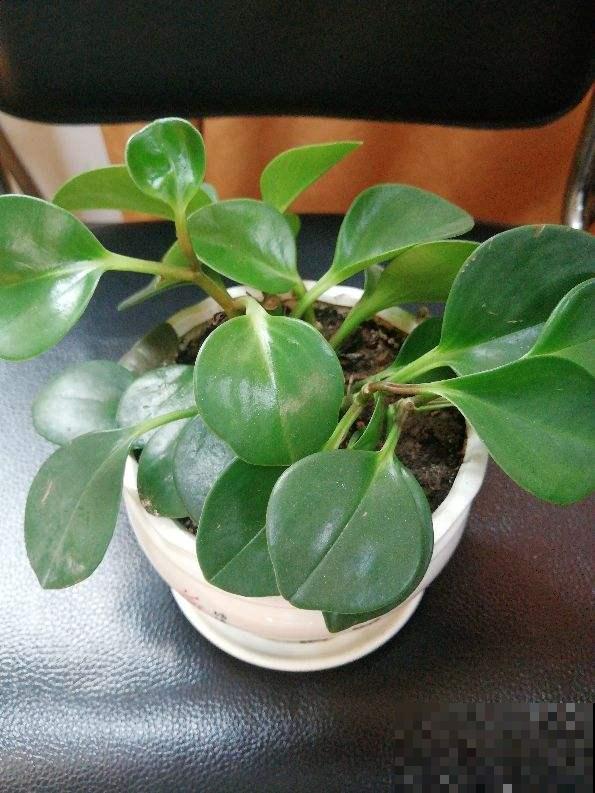 比绿萝还好养的花，叶子圆圆的，一擦就亮！