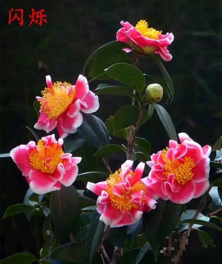 冬天必养的花，竟然有30个品种，最稀罕的是这个颜色！
